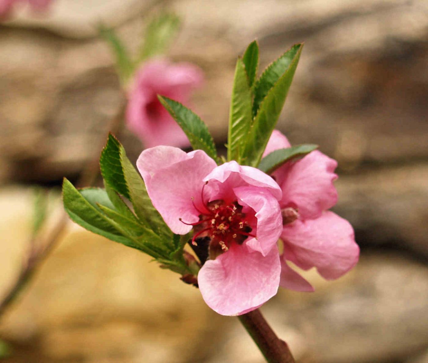 Peach flower